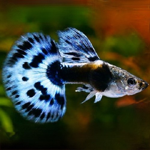 Poecilia reticulatus, Lebistes reticulatus - Guppy blue elephant ear half moon